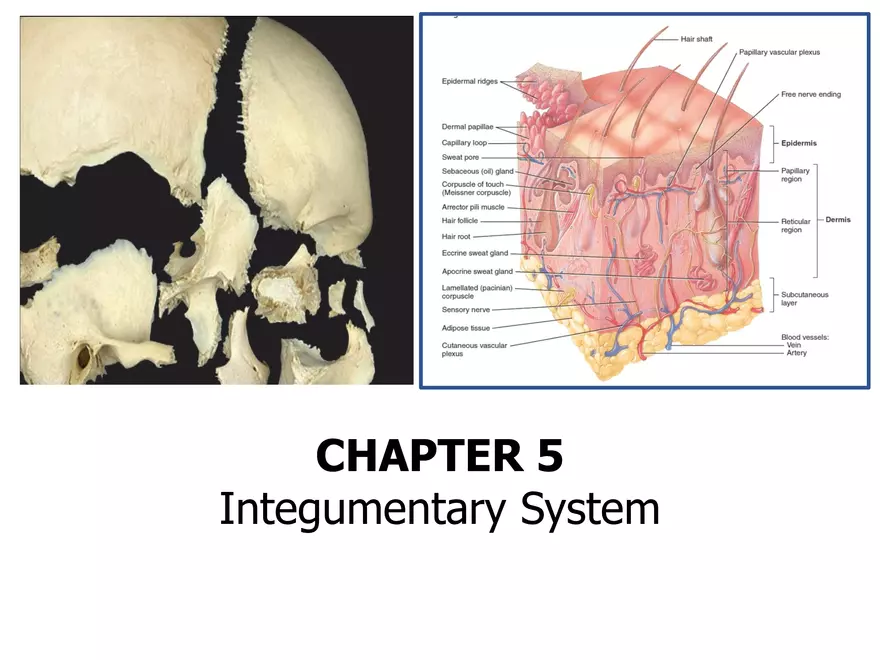 Integumentary System Lecture - Page 1
