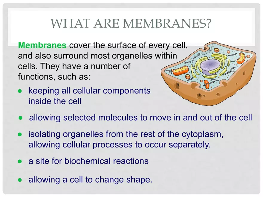 Structure and Function of the Plasma Membrane - Page 3