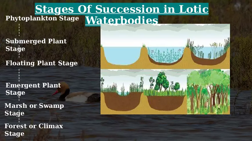 Aquatic Succession In Lentic and Lotic Water - Page 13