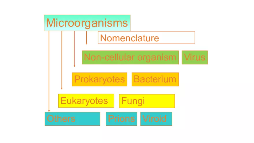 Bacterial Classification and Structure - Page 3