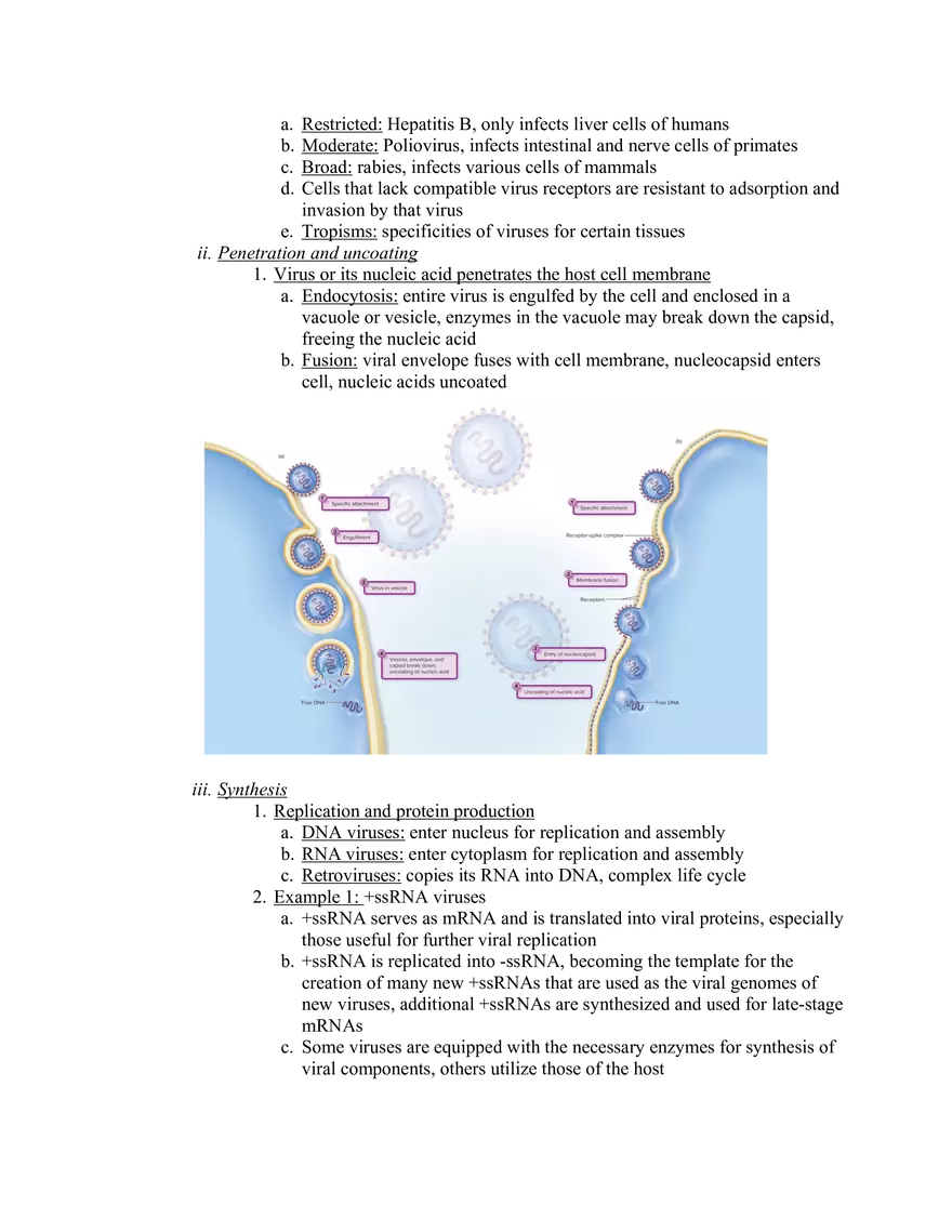 Viruses and Prions Lecture Notes - Page 3