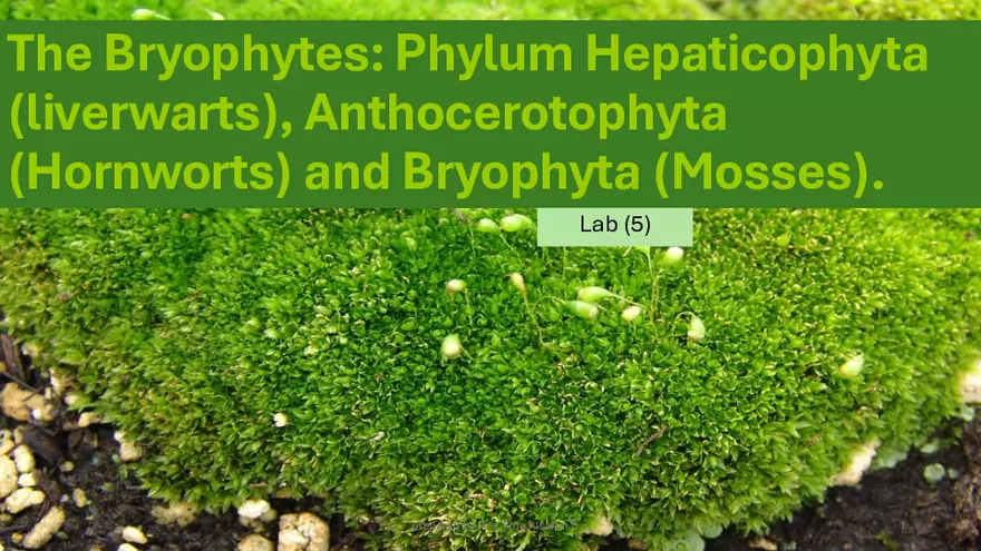 The Bryophytes Lab 5 - Page 1