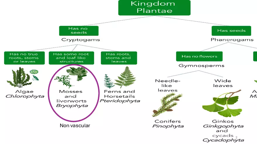 The Bryophytes Lab 5 - Page 2