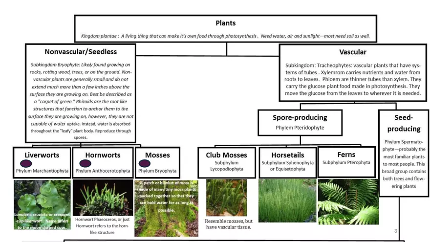 The Bryophytes Lab 5 - Page 3