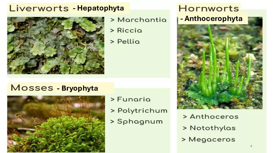 The Bryophytes Lab 5 - Page 4