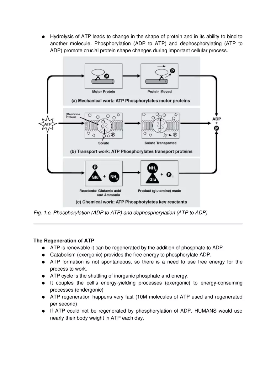 ATP-ADP Cycle - Page 3