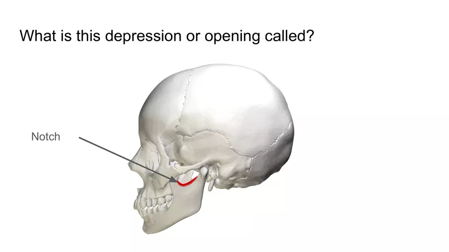 Bone Project Presentation - Page 7