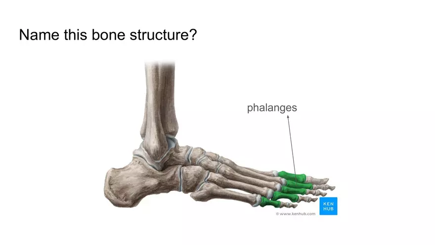 Bone Project Presentation - Page 97