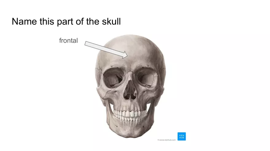 Bone Project Presentation - Page 10