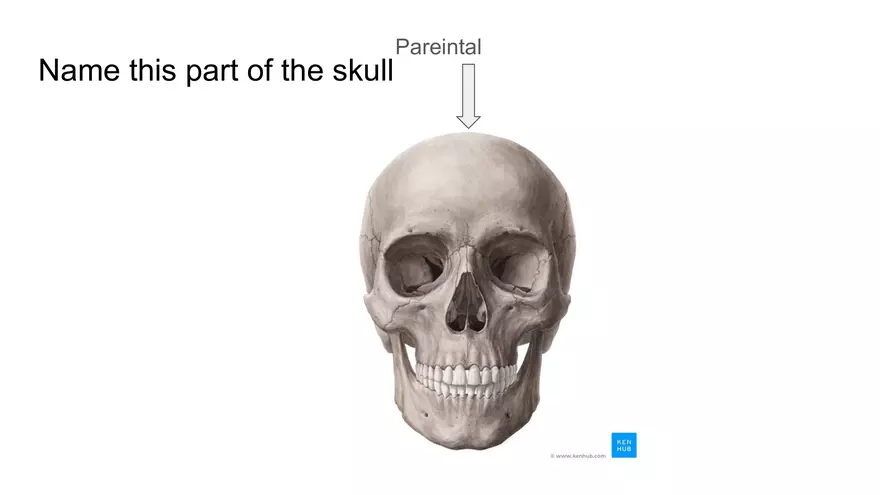 Bone Project Presentation - Page 12