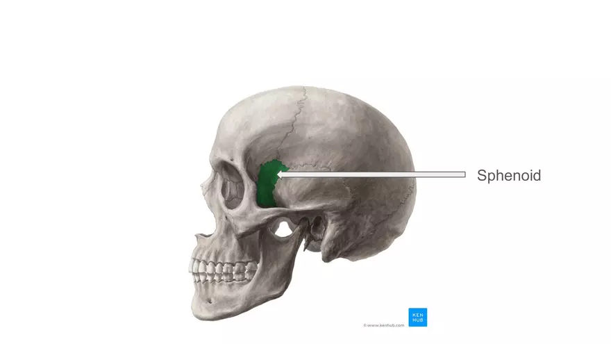 Bone Project Presentation - Page 15