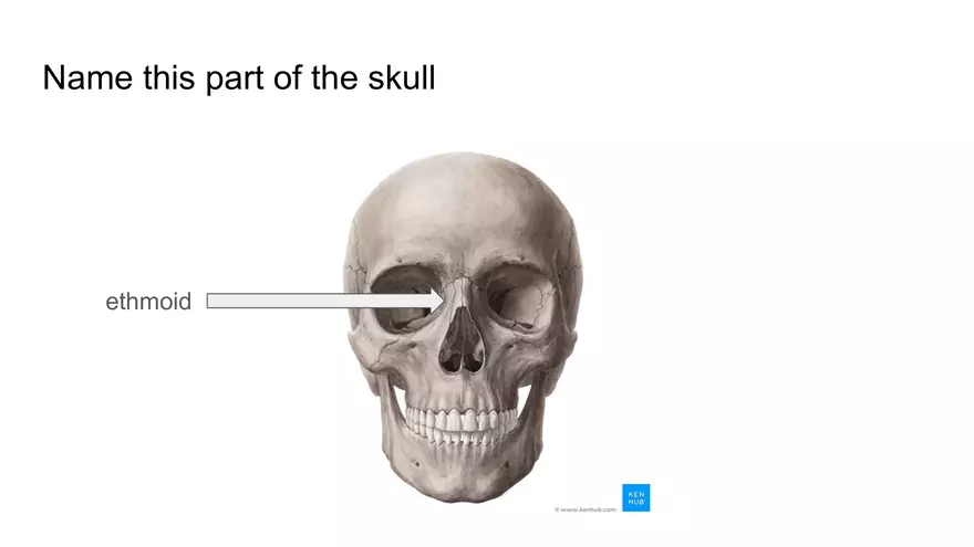 Bone Project Presentation - Page 16
