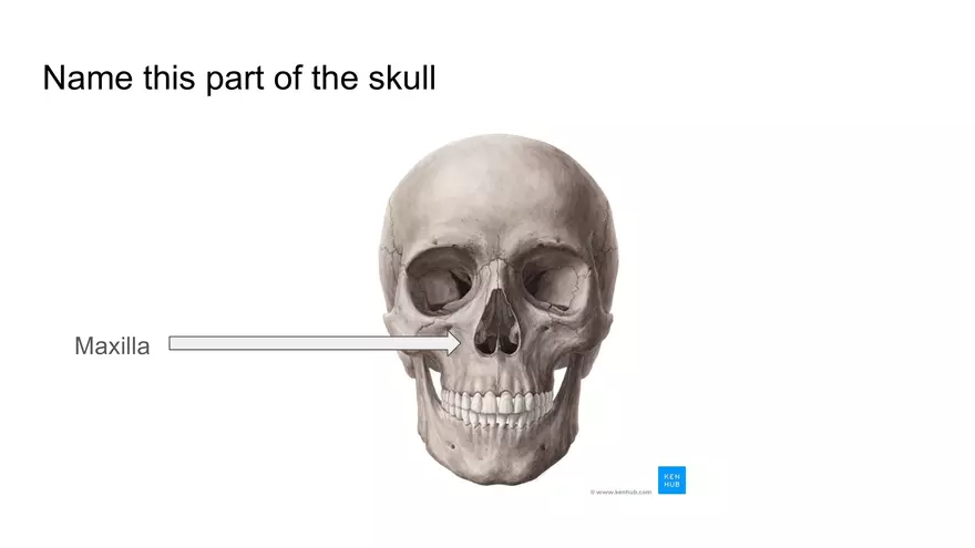 Bone Project Presentation - Page 17