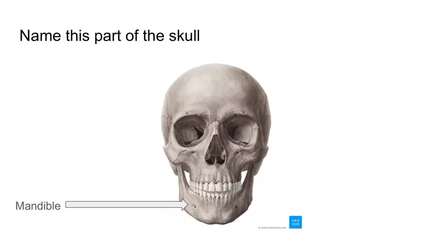 Bone Project Presentation - Page 18