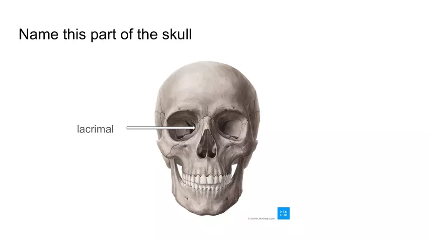 Bone Project Presentation - Page 21