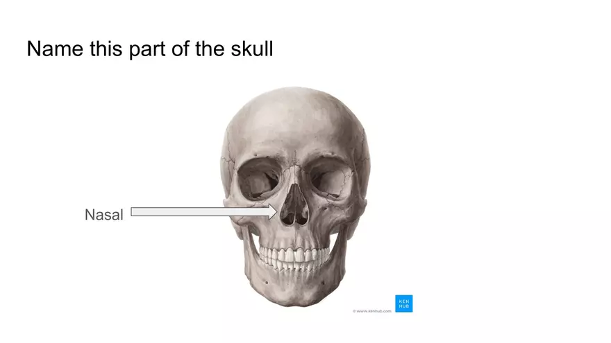 Bone Project Presentation - Page 22