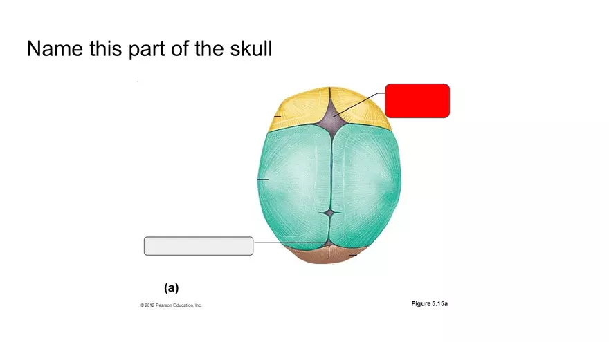 Bone Project Presentation - Page 30