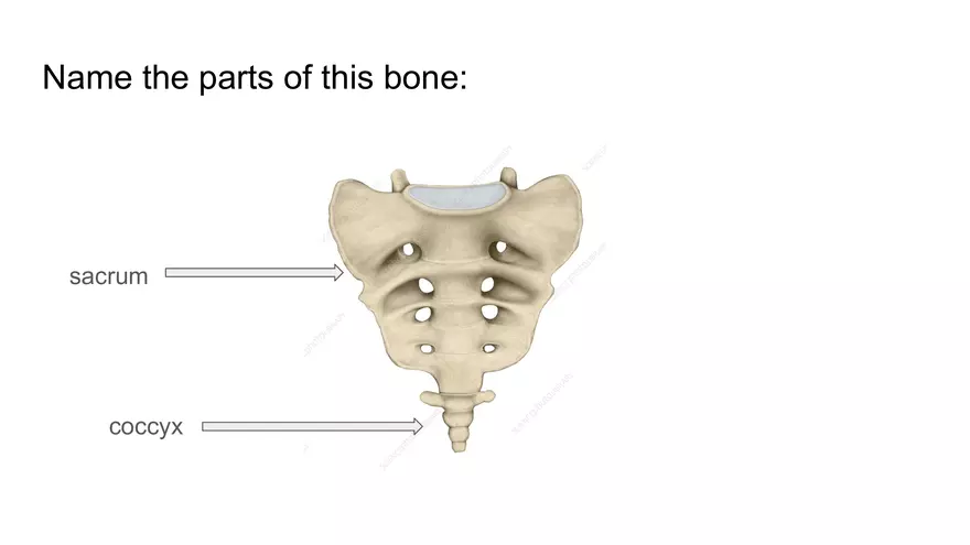 Bone Project Presentation - Page 34
