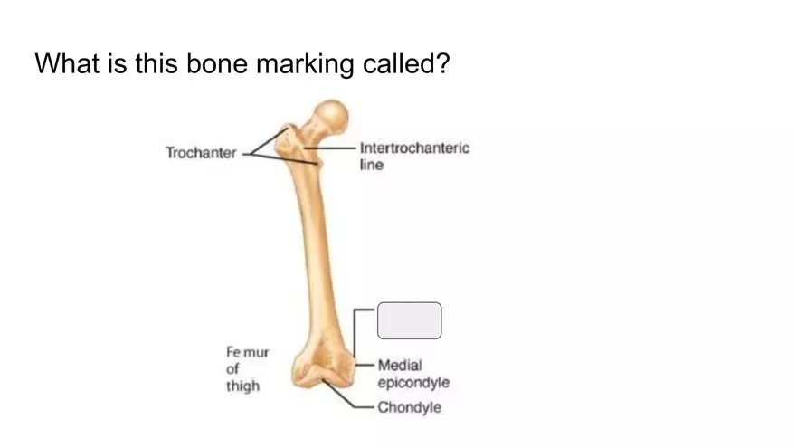 Bone Project Presentation - Page 35