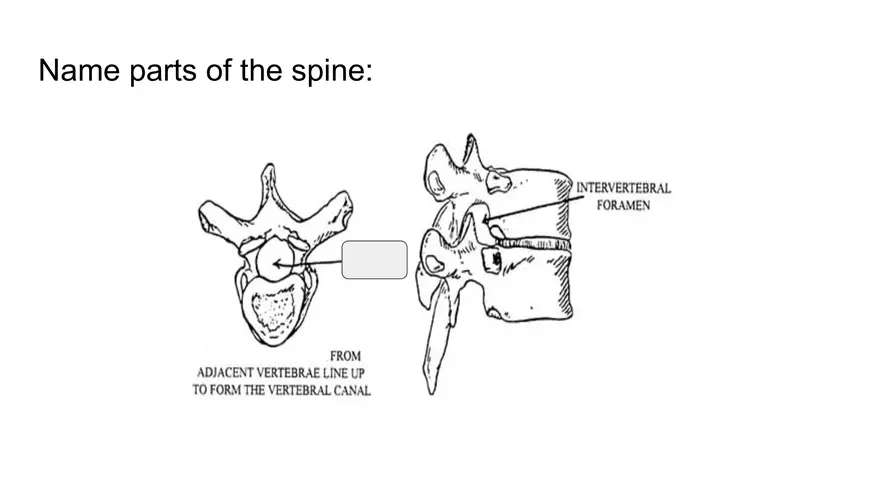 Bone Project Presentation - Page 36