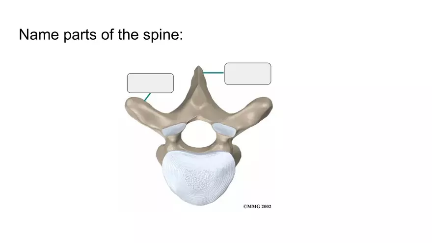 Bone Project Presentation - Page 37