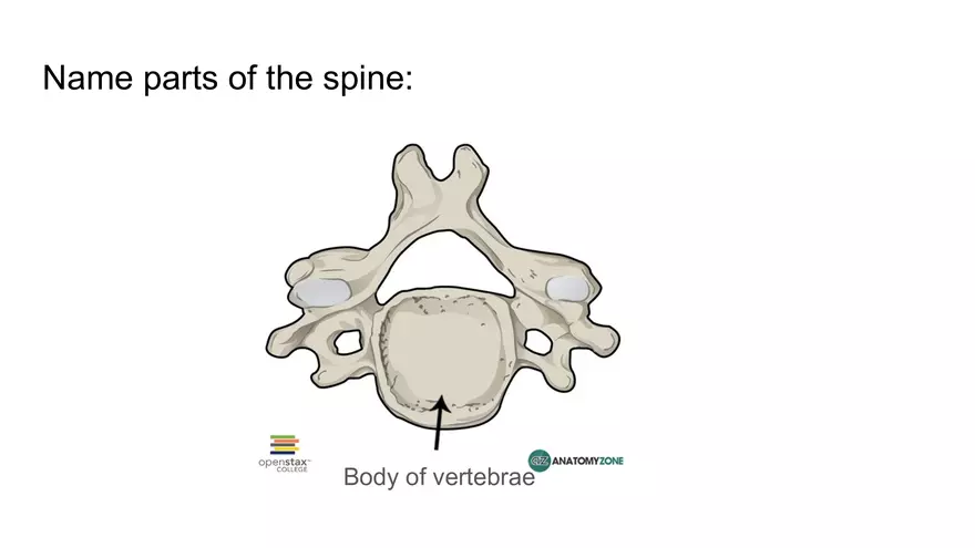 Bone Project Presentation - Page 38