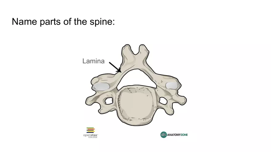 Bone Project Presentation - Page 39