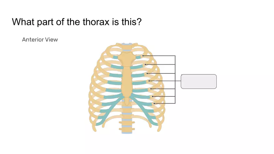 Bone Project Presentation - Page 42
