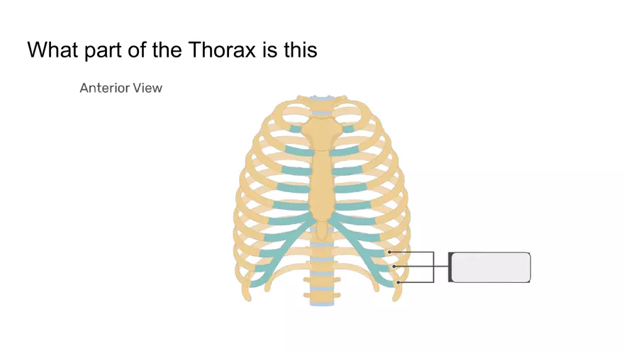 Bone Project Presentation - Page 43