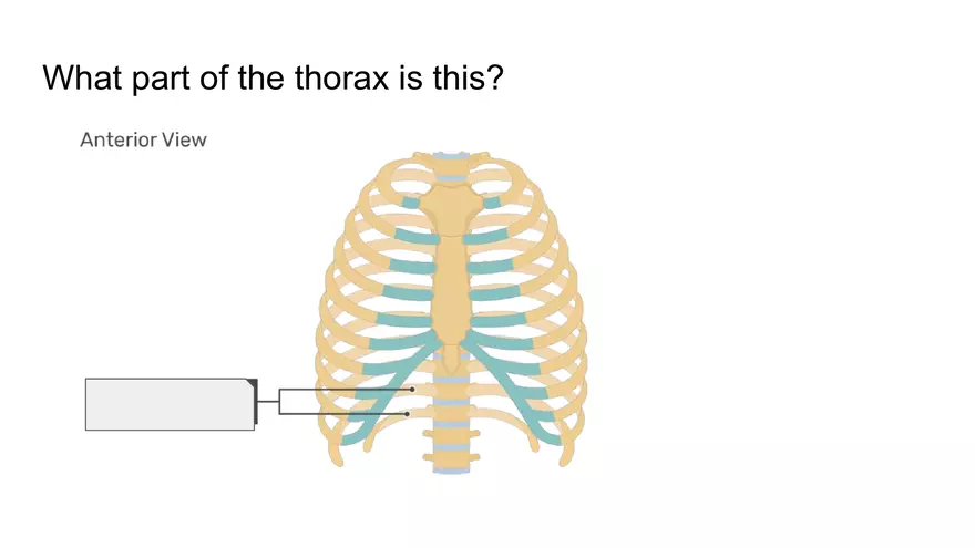 Bone Project Presentation - Page 44