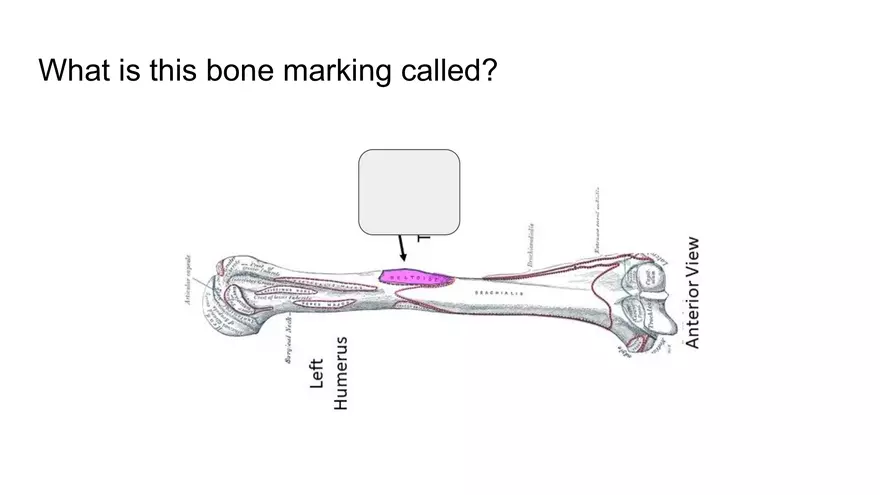 Bone Project Presentation - Page 2