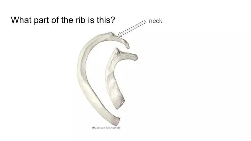 Bone Project Presentation - Page 48