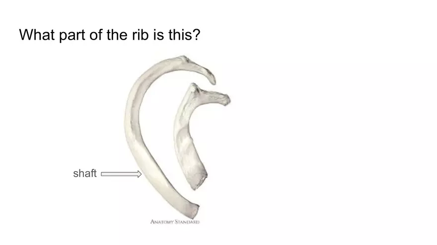 Bone Project Presentation - Page 49