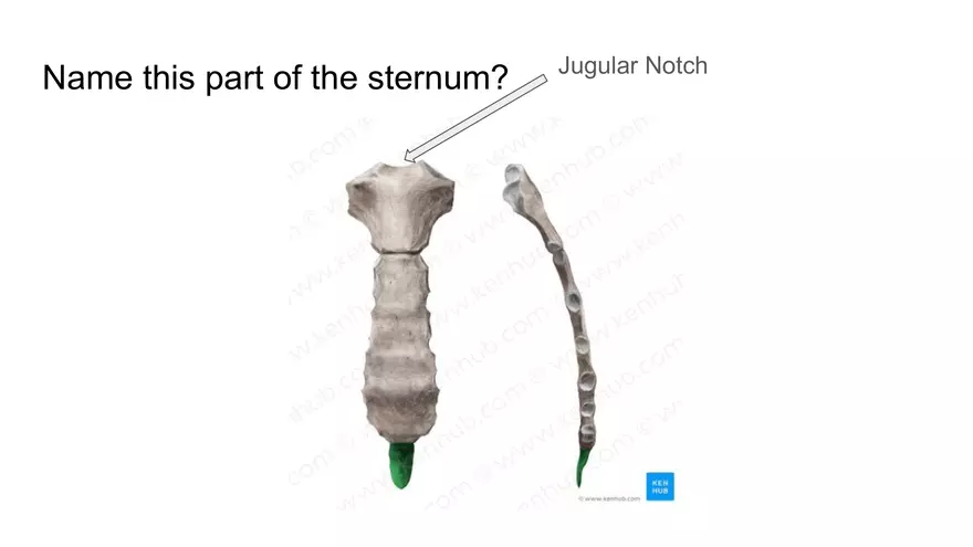 Bone Project Presentation - Page 51