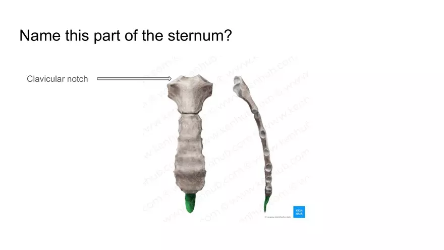 Bone Project Presentation - Page 52