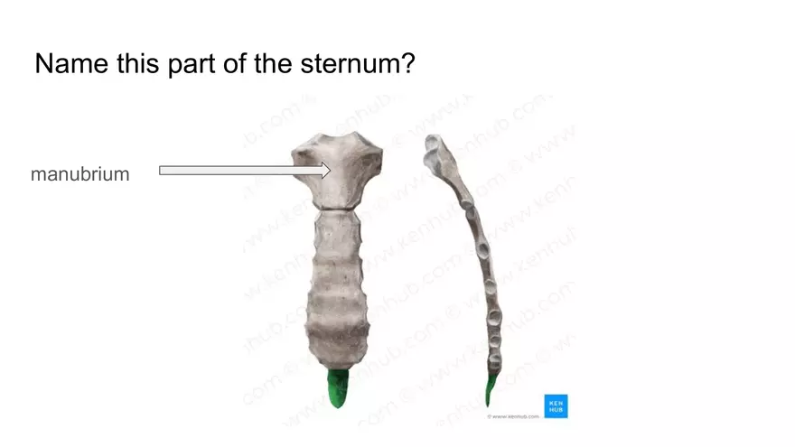 Bone Project Presentation - Page 53
