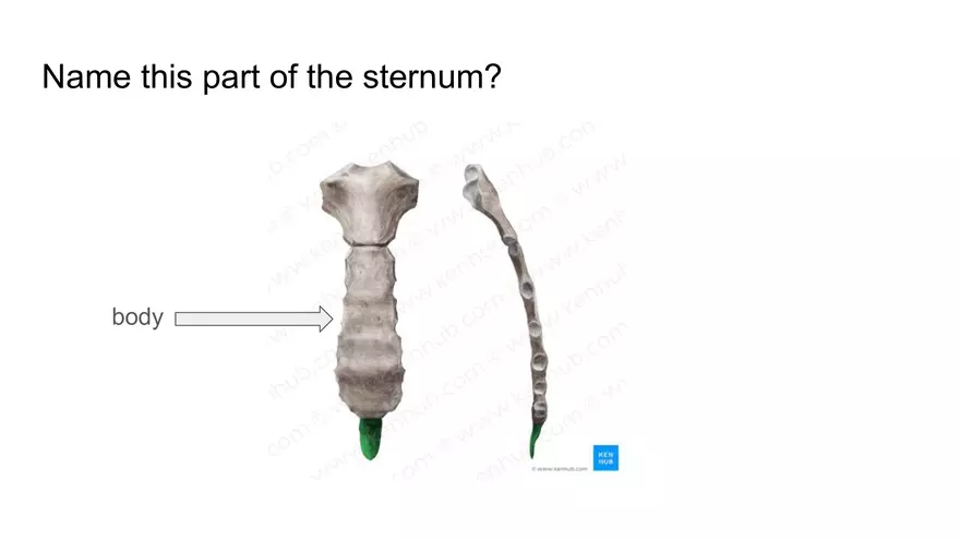 Bone Project Presentation - Page 54