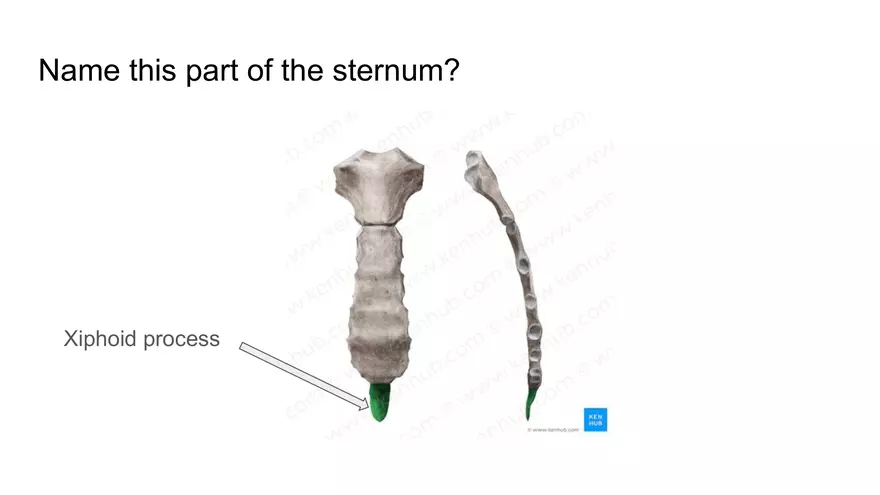 Bone Project Presentation - Page 55