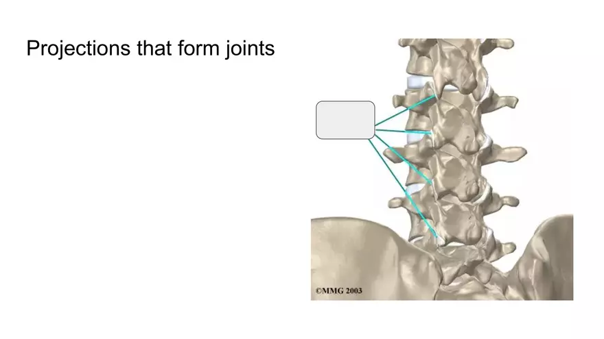 Bone Project Presentation - Page 3