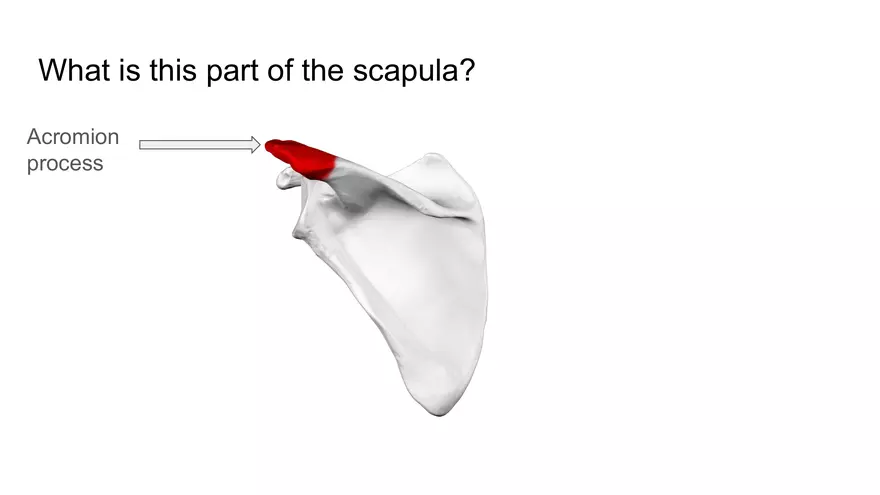 Bone Project Presentation - Page 58