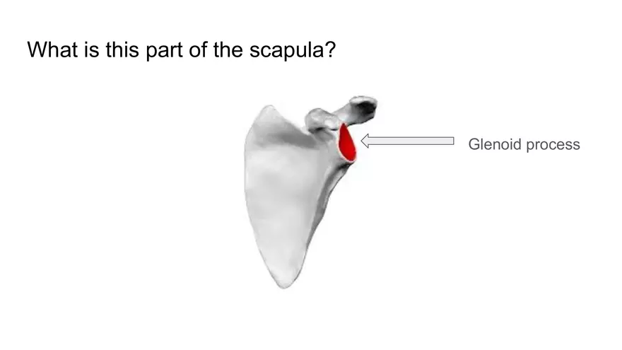 Bone Project Presentation - Page 60