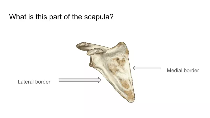 Bone Project Presentation - Page 61