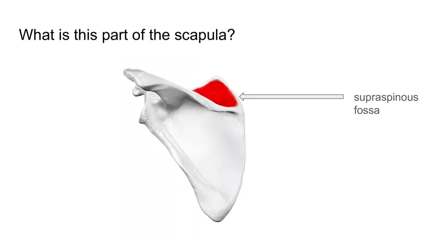 Bone Project Presentation - Page 62