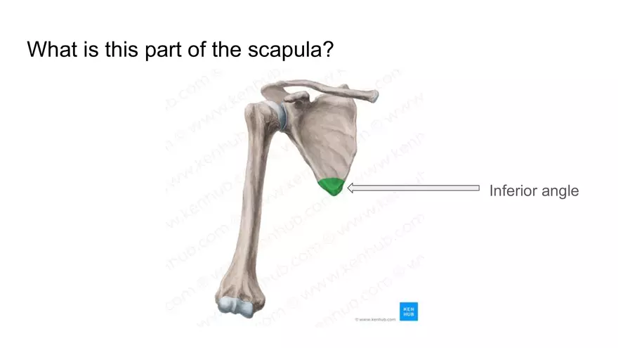 Bone Project Presentation - Page 63