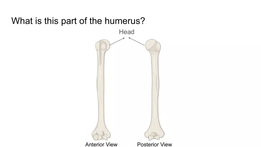 Bone Project Presentation - Page 64