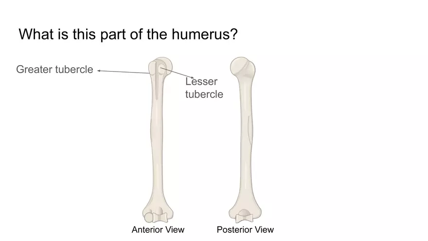 Bone Project Presentation - Page 65