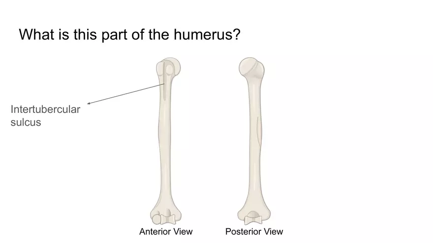 Bone Project Presentation - Page 66