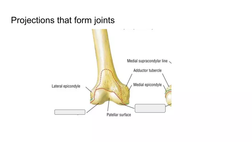 Bone Project Presentation - Page 4