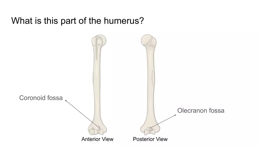 Bone Project Presentation - Page 67