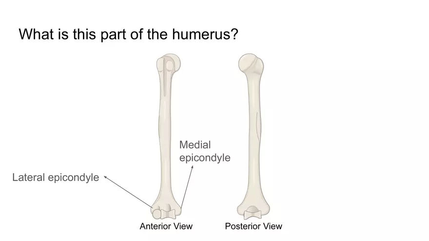 Bone Project Presentation - Page 69